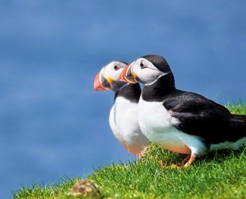 Puffins all across Sutherland's NC500 coasts